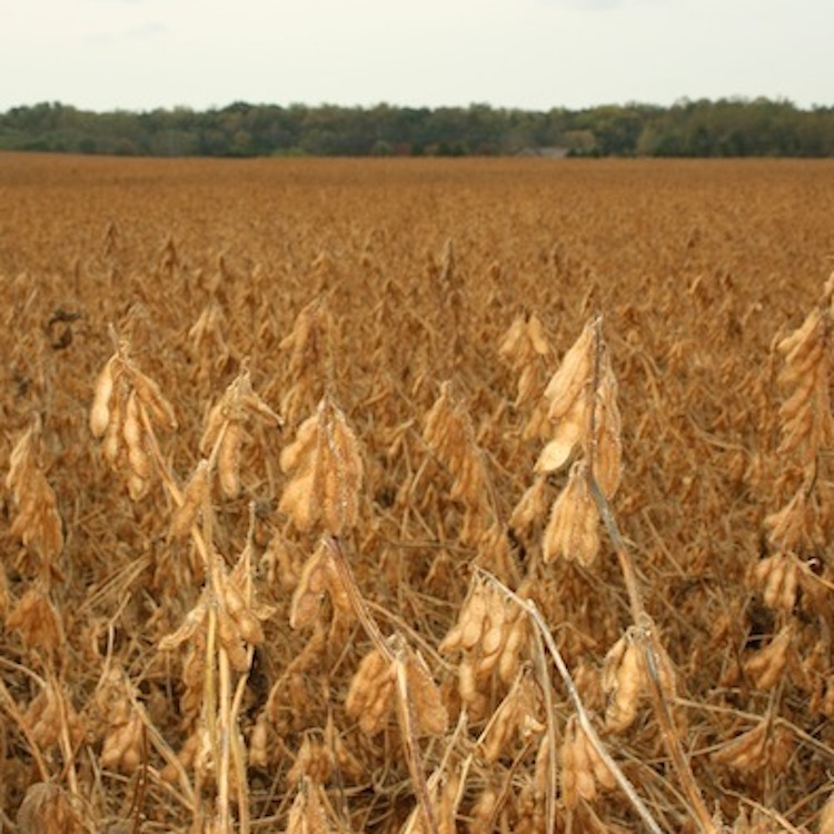 UGA weed science experts weigh effects of dicamba ruling